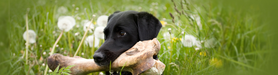 how often should you give a dog a bone