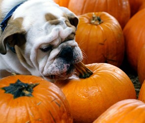 Pumpkin Eating Dog