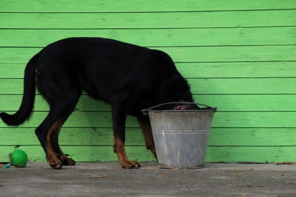 Dog Drinking from Bucket